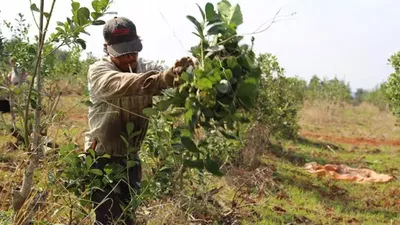 multimedia.miniatura.8aa597e3027e687a.79657262616c65732d6d6973696f6e65732d3930303130362d383133783435385f6d696e6961747572612e77656270