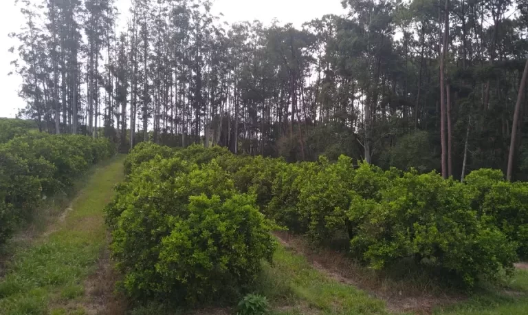 citricos-Ranger-768x458