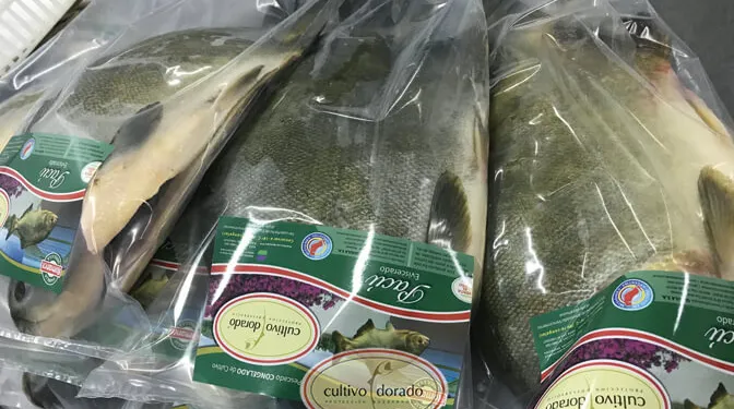 cultivo-dorado-piscicultura-2-bichos-de-campo-672x375