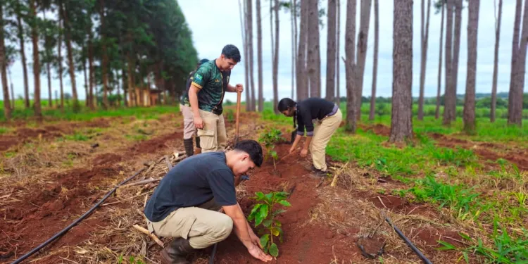 Ensayo-cafe-misiones-3-750x375