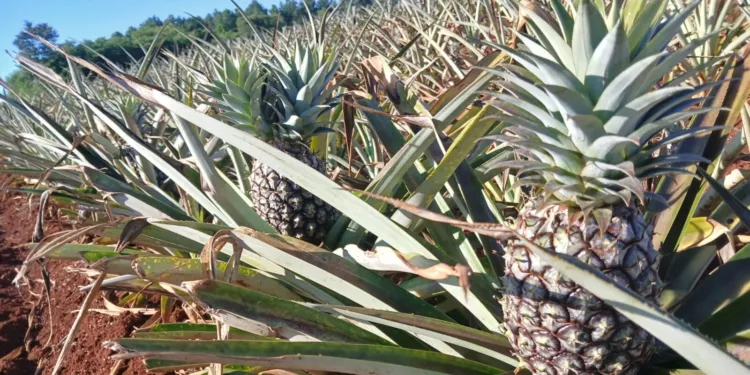 Misiones-Cultivo-Anana-en-Colonia-Aurora-e1766152872311-750x375