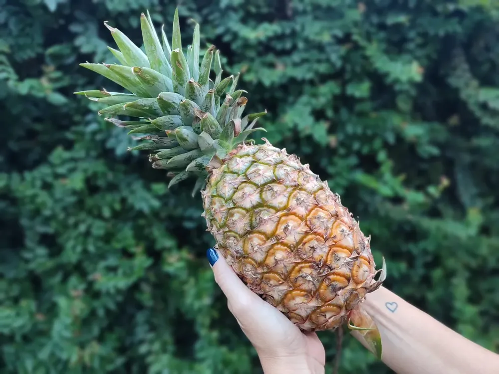 Misiones-anana-fruta-1536x1152