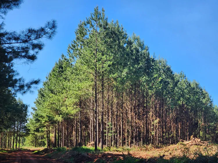 Forestal-las-marias-virasoro-corrientes-3