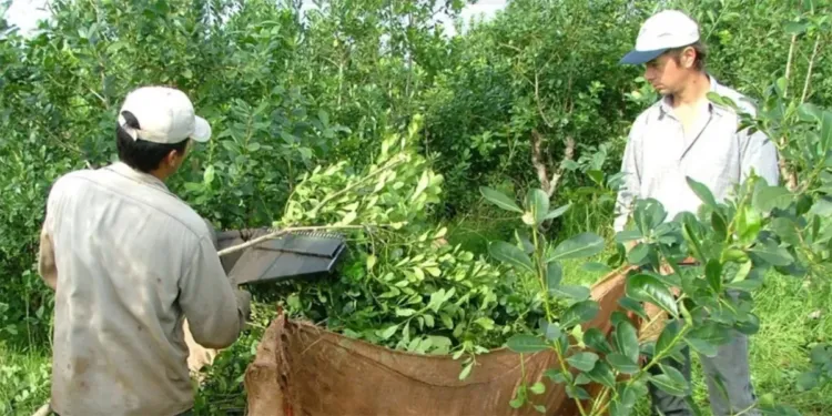 cosecha-de-yerba-tarefa-bichos-de-campo-750x375